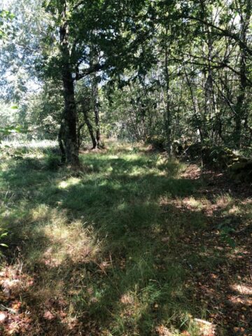 Guitiriz9 768x1024