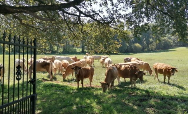 GANADERIA ANDEADE 1024x624