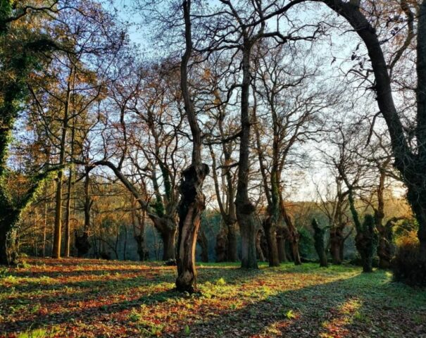 PAZO CARBALLEIRA 1024x813