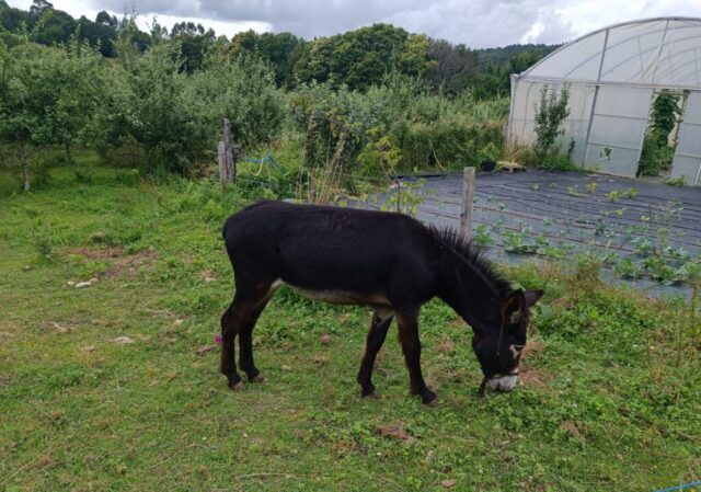 IMG 20240711 WA0002 1024x719