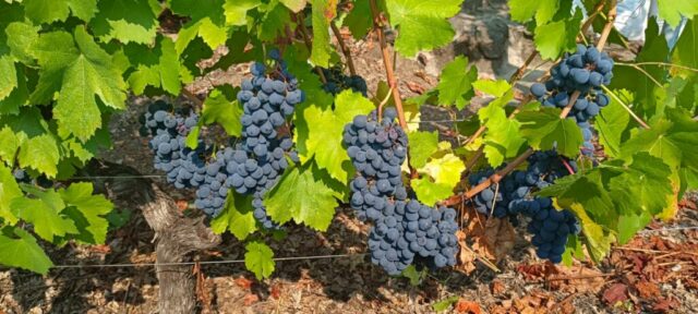 WhatsApp Image 2026 02 26 at 19.46.33 2 1 1024x461